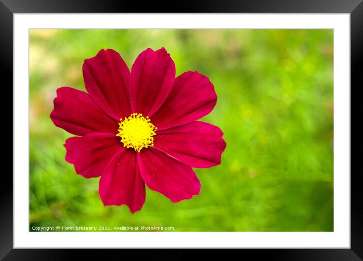 garden cosmos or Mexican aster (Cosmos bipinnatus) purple flower with natural green background Framed Mounted Print by Florin Brezeanu