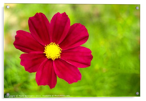 garden cosmos or Mexican aster (Cosmos bipinnatus) purple flower with natural green background Acrylic by Florin Brezeanu