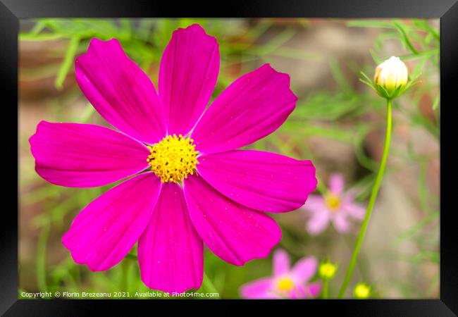 garden cosmos or Mexican aster (Cosmos bipinnatus) purple flower with natural background Framed Print by Florin Brezeanu