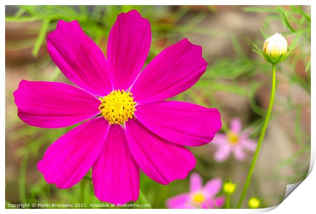 garden cosmos or Mexican aster (Cosmos bipinnatus) purple flower with natural background Print by Florin Brezeanu