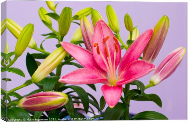 beautiful pink lily flowers - blossom and buds Canvas Print by Florin Brezeanu