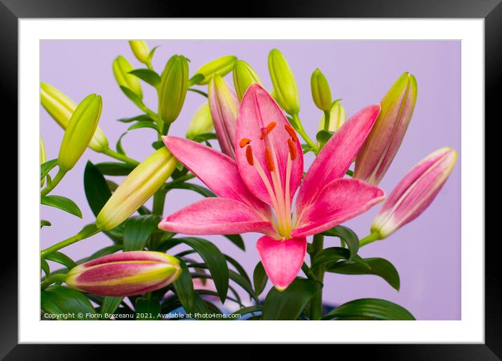 beautiful pink lily flowers - blossom and buds Framed Mounted Print by Florin Brezeanu