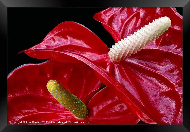 Anthurium Framed Print by Ann Garrett