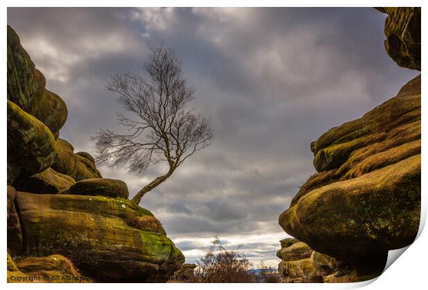 Brimham rocks. Print by Bill Allsopp