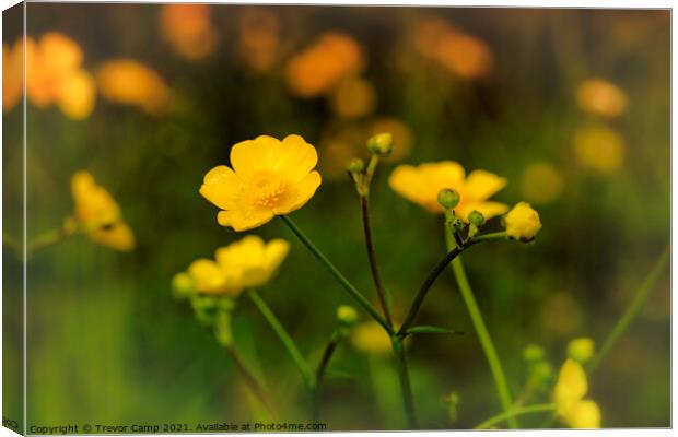 A Field of Buttercups Canvas Print by Trevor Camp