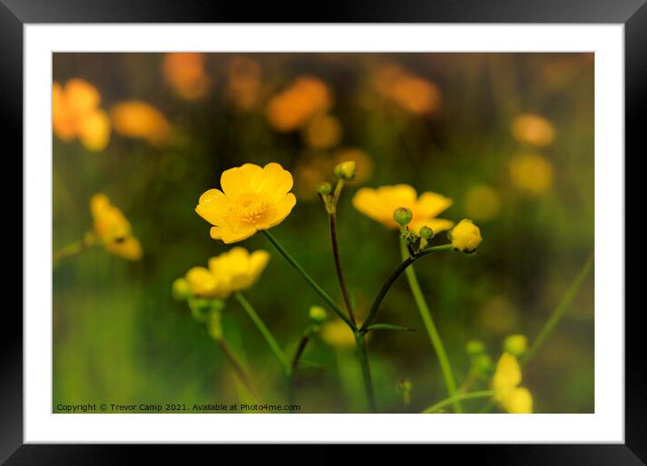 A Field of Buttercups Framed Mounted Print by Trevor Camp