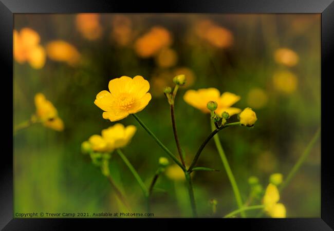A Field of Buttercups Framed Print by Trevor Camp