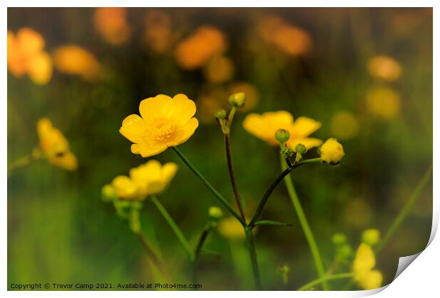 A Field of Buttercups Print by Trevor Camp