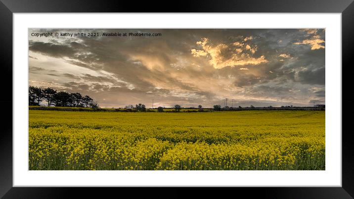 Rapeseed field ,carpet of gold Framed Mounted Print by kathy white