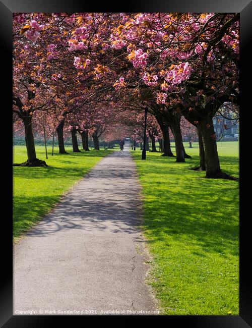 Cherry Blossom on The Stray in Spring Harrogate Framed Print by Mark Sunderland