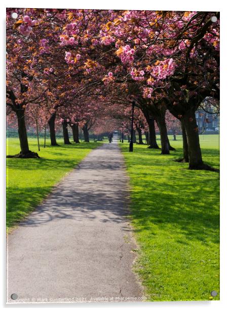 Cherry Blossom on The Stray in Spring Harrogate Acrylic by Mark Sunderland