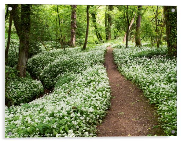 Wild Garlic Flowers in Mackintosh Park in Spring Knaresborough Acrylic by Mark Sunderland