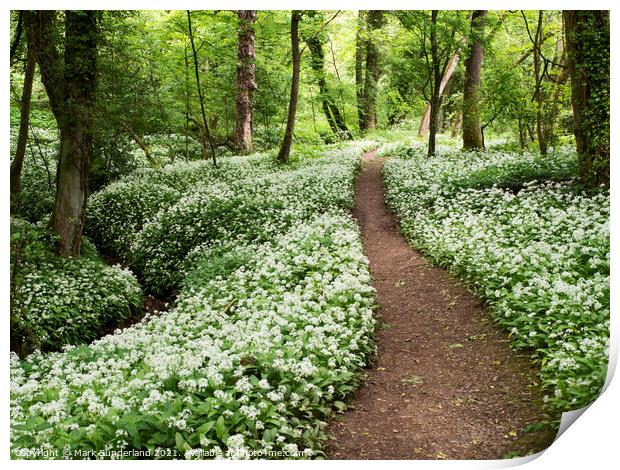 Wild Garlic Flowers in Mackintosh Park in Spring Knaresborough Print by Mark Sunderland