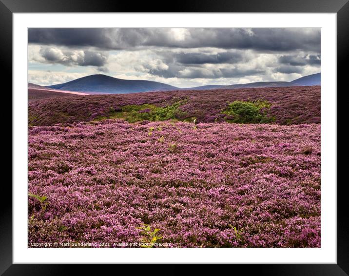 Dark Skies over Heather moorland in The Cheviots Framed Mounted Print by Mark Sunderland
