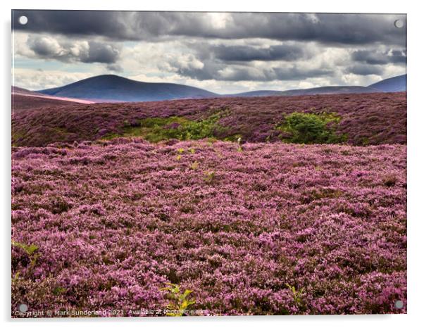 Dark Skies over Heather moorland in The Cheviots Acrylic by Mark Sunderland