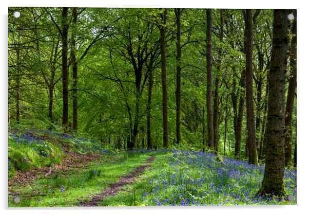 Woodland Bluebells Acrylic by David Tinsley