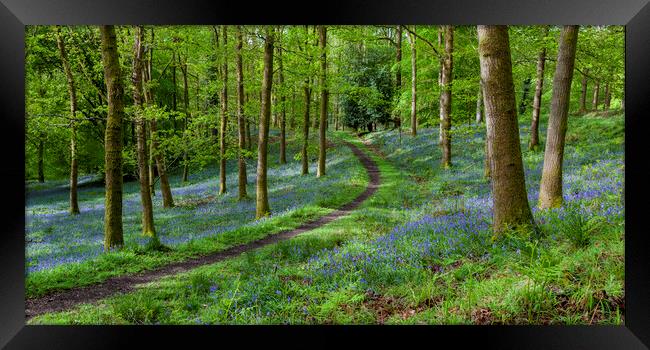 Along the Winding Path Framed Print by David Tinsley