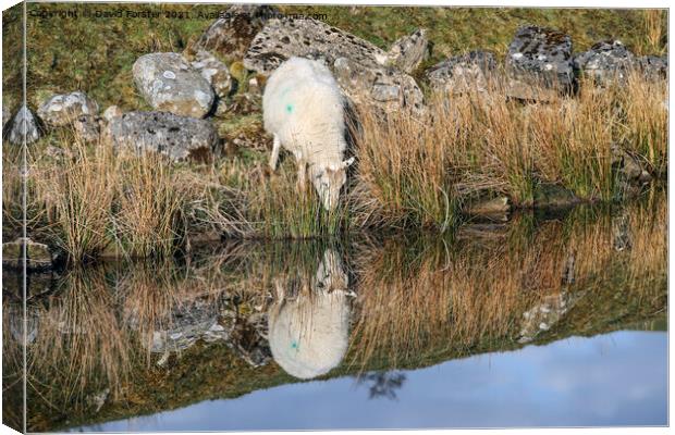Sheep Reflection North Pennines, UK Canvas Print by David Forster