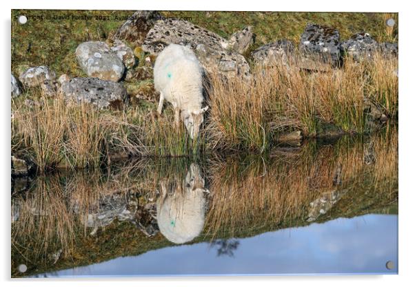 Sheep Reflection North Pennines, UK Acrylic by David Forster