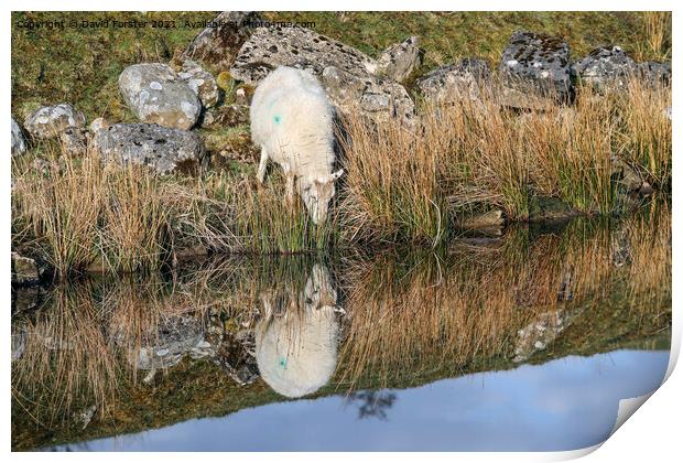 Sheep Reflection North Pennines, UK Print by David Forster