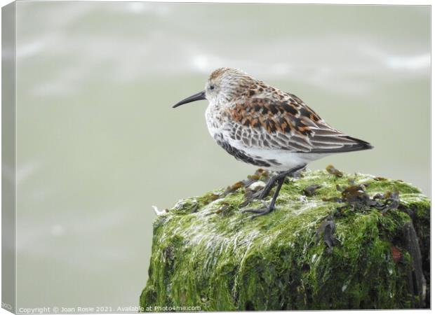 Dunlin standing on top of seaweed-covered post Canvas Print by Joan Rosie