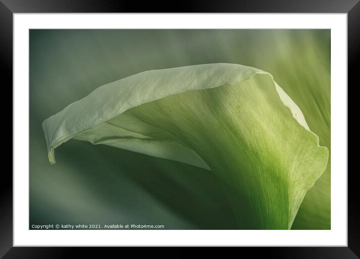 arum lily flower, pretty in green,Calla Lily  Framed Mounted Print by kathy white