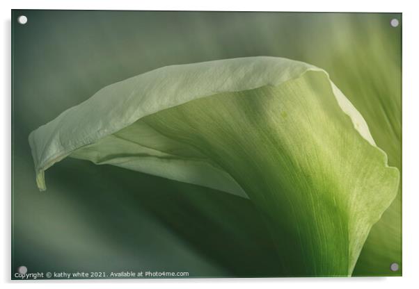 arum lily flower, pretty in green,Calla Lily  Acrylic by kathy white
