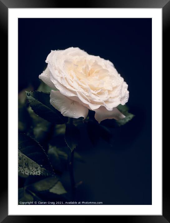 Delicate White Rose  Framed Mounted Print by Ciaran Craig