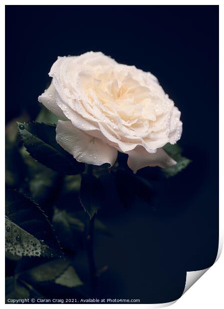 Delicate White Rose  Print by Ciaran Craig