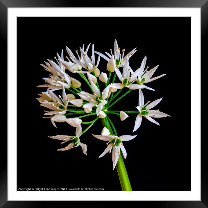 Wild Garlic Flower Framed Mounted Print by Wight Landscapes