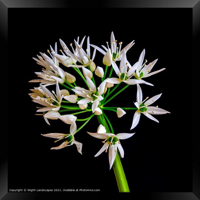 Wild Garlic Flower Framed Print by Wight Landscapes