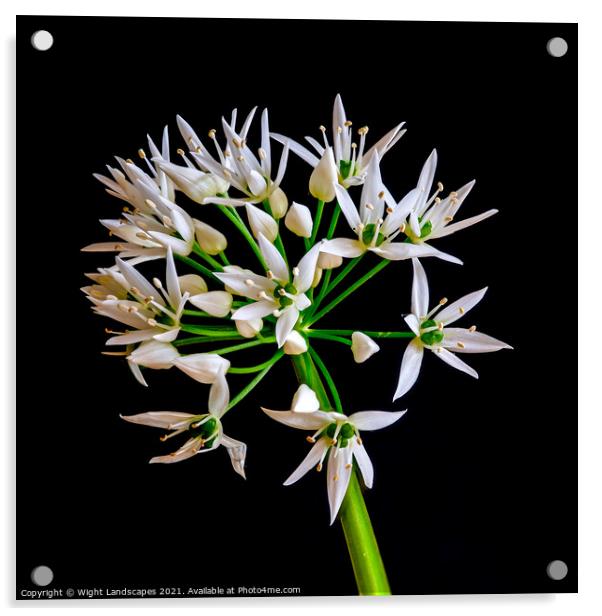 Wild Garlic Flower Acrylic by Wight Landscapes