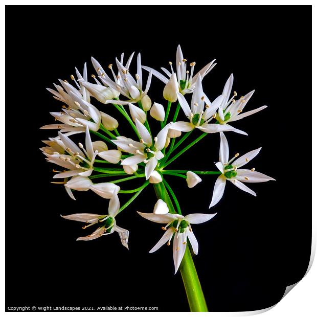 Wild Garlic Flower Print by Wight Landscapes