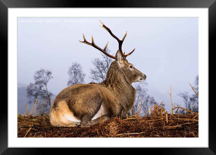 Red Deer Stag Framed Mounted Print by Nigel Wilkins