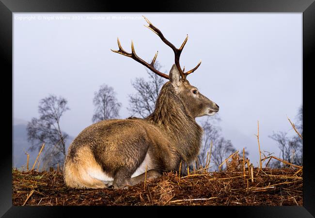 Red Deer Stag Framed Print by Nigel Wilkins