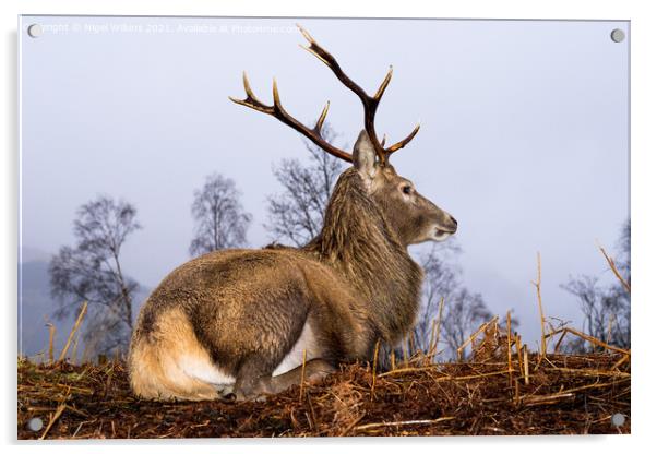 Red Deer Stag Acrylic by Nigel Wilkins