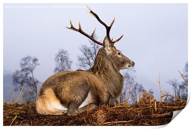 Red Deer Stag Print by Nigel Wilkins