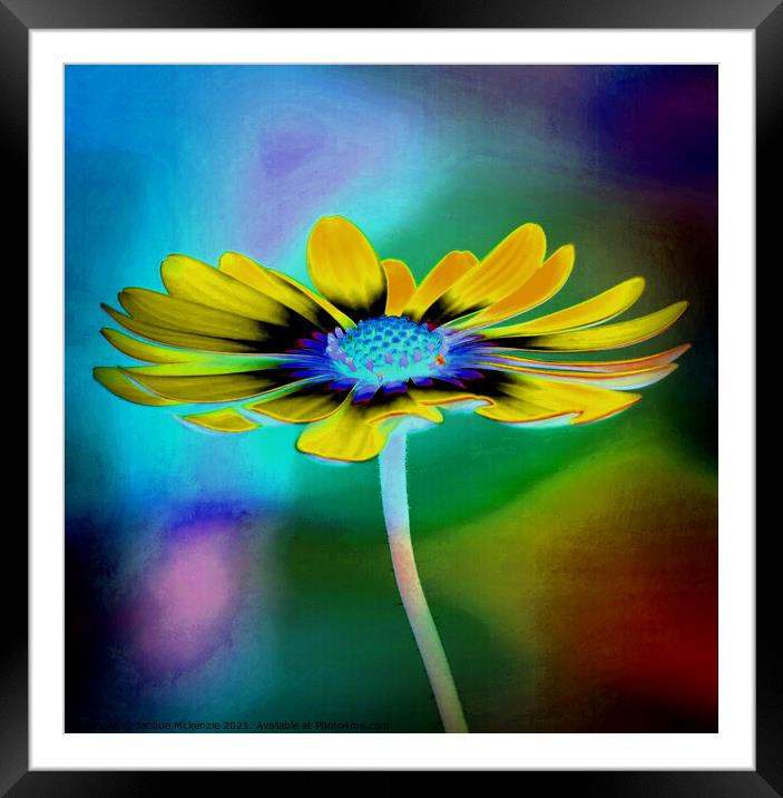 DAISY IN COLOUR Framed Mounted Print by Jacque Mckenzie