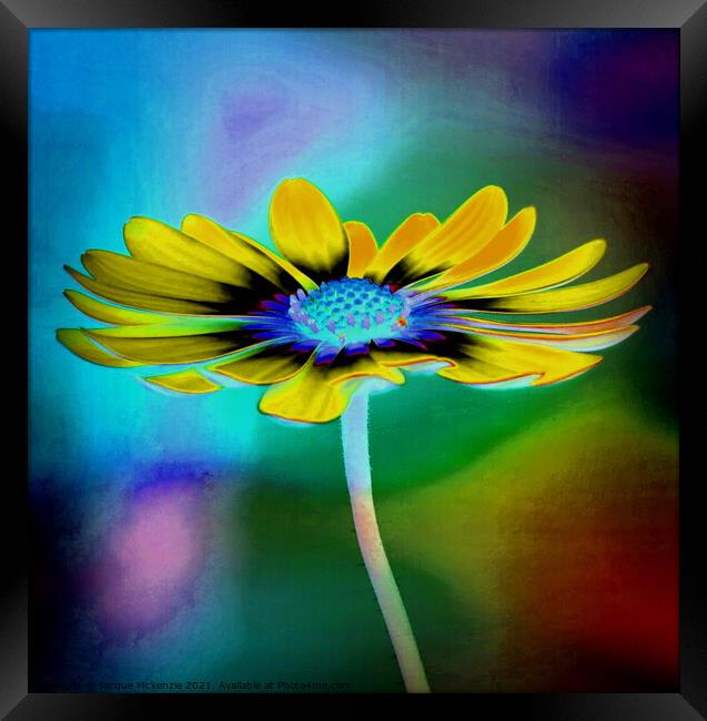 DAISY IN COLOUR Framed Print by Jacque Mckenzie
