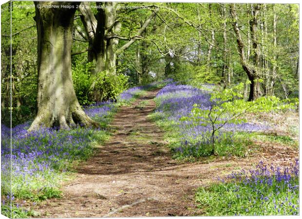 Spring woodland sunshine bluebells. Canvas Print by Andrew Heaps