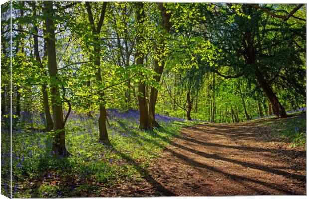 Woolley Wood Spring Shadows Canvas Print by Darren Galpin