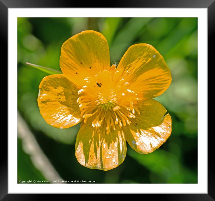 Buttercup in Spring. Framed Mounted Print by Mark Ward