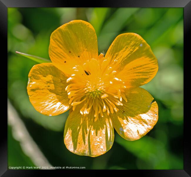 Buttercup in Spring. Framed Print by Mark Ward