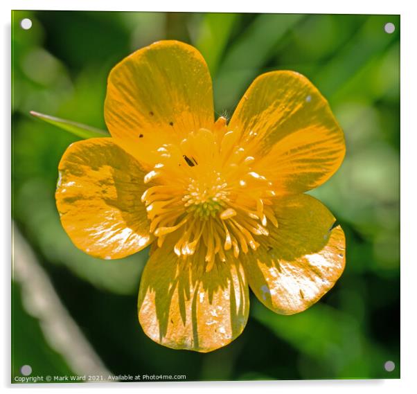 Buttercup in Spring. Acrylic by Mark Ward