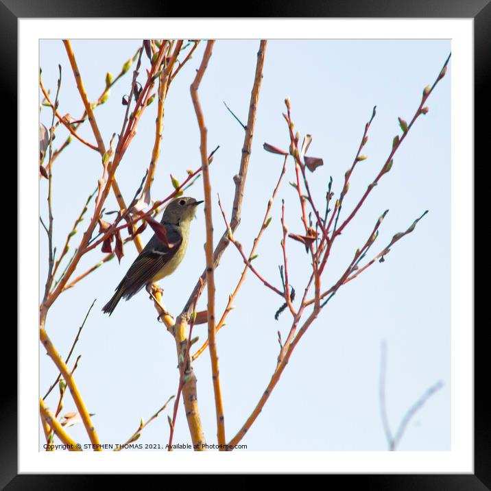 Ruby-Crowned Kinglet Framed Mounted Print by STEPHEN THOMAS