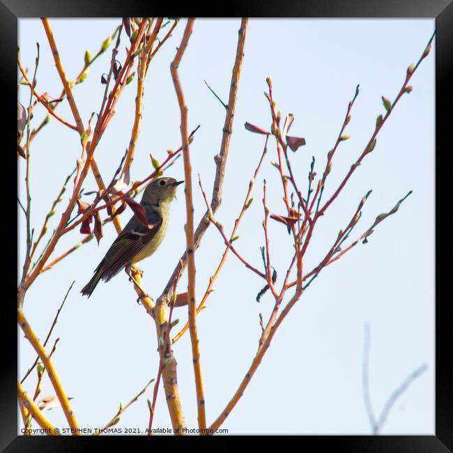 Ruby-Crowned Kinglet Framed Print by STEPHEN THOMAS