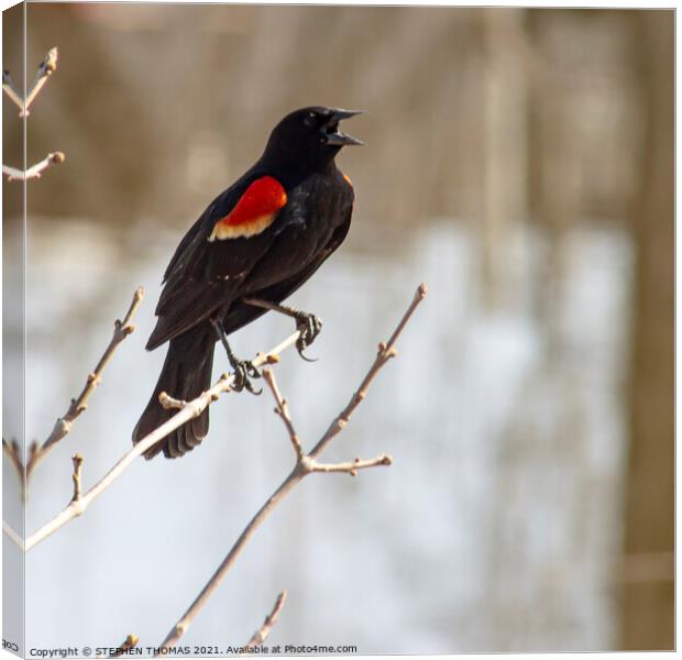 Calling Red Winged Blackbird Canvas Print by STEPHEN THOMAS