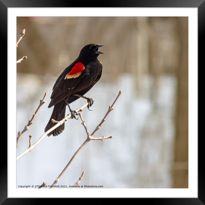 Calling Red Winged Blackbird Framed Mounted Print by STEPHEN THOMAS