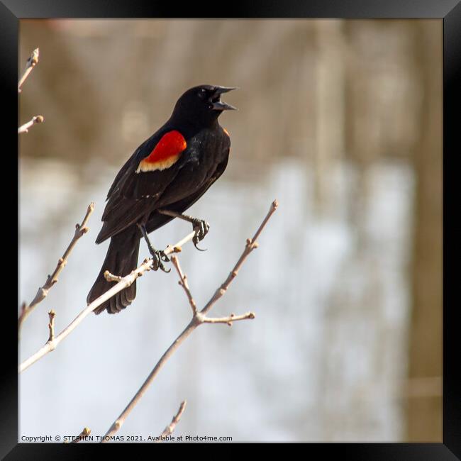 Calling Red Winged Blackbird Framed Print by STEPHEN THOMAS