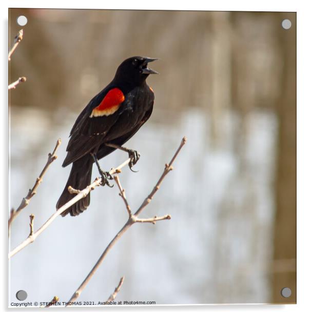 Calling Red Winged Blackbird Acrylic by STEPHEN THOMAS
